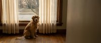Golden retriever sitting on hardwood floor by window with cream curtains and winter landscape view, suitable for pet, home interior, and lifestyle content.