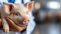 Young pink piglet held in human hands against blurred farm or veterinary clinic background, suitable for agriculture, animal care, and farming industry content.