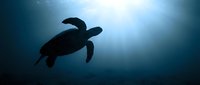 Sea turtle swimming underwater in deep blue ocean with sunlight filtering from above, silhouetted against light rays for marine wildlife and nature themes.