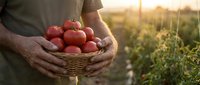 Farmer holding wicker basket full of fresh ripe red tomatoes in organic vegetable garden during golden hour sunset. Harvest season agricultural produce concept.