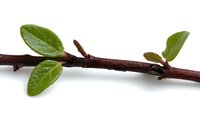 Fresh brown tree branch with new green spring leaves isolated on white background, showing natural growth and seasonal renewal.
