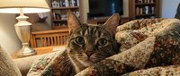 Tabby cat resting on a floral quilt blanket on a cozy living room sofa, looking directly at the camera with bright green eyes.