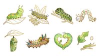 Caterpillar lifecycle stages from egg to butterfly chrysalis transformation, educational illustration for nature study and insect biology learning materials.