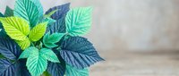Vibrant green and blue tropical leaves arranged in a lush bouquet on a rustic wooden surface with a soft neutral background.