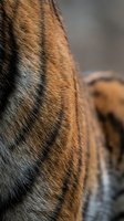 Close-up macro shot of horse coat showing detailed brown and black striped fur texture with natural lighting for equestrian and animal photography projects.