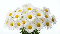 Fresh white daisy bouquet with bright yellow centers on clean background for spring decorations and floral arrangements.