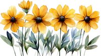 Yellow rudbeckia flowers with green leaves in watercolor style on white background, botanical art suitable for floral design and decoration.