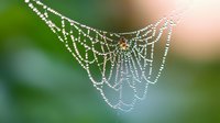Spider web with morning dew drops glistening in sunlight against blurred green natural background for nature photography and outdoor design projects.
