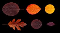 Six autumn leaves in rich fall colors, isolated on transparent background. Clipart set for T-shirt design, stickers, print on demand, and sublimation projects.