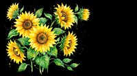 Bright sunflowers with green leaves and stems isolated on transparent background, ready for t-shirt designs, clipart, stickers, sublimation, print-on-demand products and digital crafts.