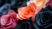 Dramatic composition of pink, coral and black roses in soft focus creating mysterious romantic mood, suitable for greeting cards and artistic designs.