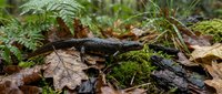 Small salamander crawling through moss and fallen autumn leaves in natural forest habitat during seasonal transition.
