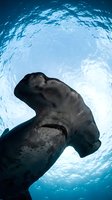 Hammerhead shark swimming underwater viewed from below against bright blue ocean surface with sunlight filtering through water creating dramatic silhouette.