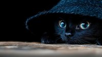 Black cat with striking blue eyes peeking out from under dark textured blanket against wooden surface, creating mysterious and enchanting mood for pet photography.