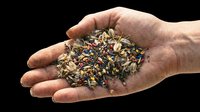Caucasian adult hand holding mixed bird seed and grain blend isolated on transparent background, ready for design use on t-shirts, clipart, stickers, and print-on-demand products.