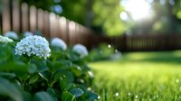Blooming white hydrangea flower in summer garden with fresh green lawn and wooden fence background, soft bokeh effect in morning sunlight.