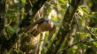 Sloth hanging from moss-covered tree branch in tropical rainforest canopy, wildlife and nature photography for editorial and educational use.