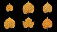 Autumn golden leaves set isolated on transparent background, ready for t-shirt design, stickers, clipart, sublimation, and print on demand projects.