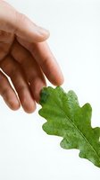 Human hand protecting fresh green oak leaf with water droplets on white background symbolizing environmental care and nature conservation.