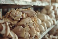 Fresh organic oyster mushrooms growing in rows at mushroom farm, selective focus on textured caps showing natural patterns and cultivation process.