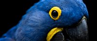 Stunning blue hyacinth macaw parrot close-up portrait showing vibrant cobalt feathers and bright yellow eye ring against dramatic black background.