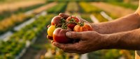 Farmer hands holding fresh ripe tomatoes in agricultural field during golden hour harvest time showcasing organic farming and sustainable agriculture practices.