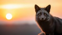 Majestic dark wolf portrait at golden hour sunset with warm orange sky and bright sun creating dramatic backlighting for wildlife photography projects.
