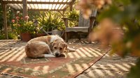 Golden retriever resting on patio floor in sunny garden with potted plants and wooden pergola overhead, relaxed dog lying down outdoors.