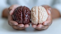 Contrasting dark and light anatomical brain models held in caring hands, representing mental health, neuroscience, and cognitive psychology concepts.