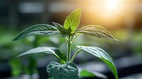 Young green plant seedling growing in morning sunlight, macro shot with shallow depth of field showing fresh leaves and natural bokeh background.