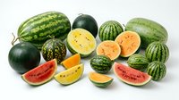 Assorted melons and watermelons with whole and sliced varieties displaying green striped rinds and colorful flesh in yellow, orange and red tones on white background.