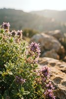 Purple wildflowers blooming on rocky mountain cliff during golden hour sunrise with soft sunlight and blurred landscape background for nature photography.
