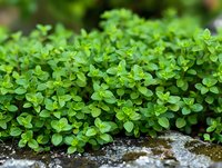 Fresh green thyme growing on stone wall, macro view of aromatic herb leaves in garden. Natural organic culinary herbs and spices background.