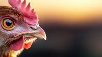 Close up portrait of red rooster head with bright eye and comb against blurred sunset background, showing detailed feathers and beak in dramatic lighting.