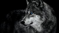 Dramatic black and white wolf portrait with striking blue eyes against dark background, capturing wild power and mystery of a predator.