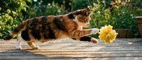 Adorable orange tabby cat playing with yellow flower on wooden deck in sunny garden setting for pet care and animal behavior content.