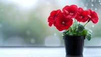 Vibrant red flowers in black pot against soft bokeh window background with water drops, creating serene atmosphere for home decor and gardening concepts.