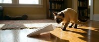 Siamese cat with dark points exploring wooden ramp on hardwood floor in sunlit room with bookshelves, suitable for pet behavior and indoor lifestyle content.