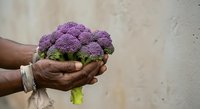 Purple cauliflower held in hands, fresh organic vegetable produce for cooking, healthy food ingredient for nutrition and meal preparation.