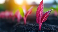 Young red amaranth microgreens sprouting from dark soil with vibrant magenta leaves against blurred background, fresh organic produce for culinary use.