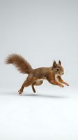 Red squirrel leaping mid-air against a clean white background, isolated for easy use in nature, wildlife, and educational design projects.