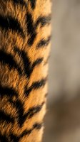 Close-up macro shot of tiger fur showing distinctive orange and black striped pattern with natural texture and warm lighting for wildlife photography projects.