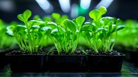 Young green microgreens growing in germination tray under LED grow lights. Fresh sprouts with cotyledon leaves in black soil against dark background. Urban farming concept.