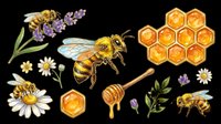 Honey bee collection with lavender flowers, honeycomb, honey dipper, and daisy blooms isolated on transparent background. Ready for t-shirt designs, clipart, stickers, sublimation, and print-on-demand products.