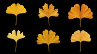 Ginkgo biloba leaves in various golden and amber tones, isolated on transparent background. Ready for t-shirt designs, clipart, stickers, sublimation, print-on-demand products and digital crafts.