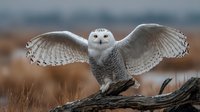 Snowy owl with spread wings perched on weathered wood in natural grassland habitat during winter season showcasing wildlife behavior and predator characteristics.