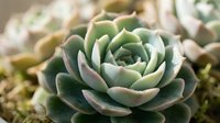 Close-up of green succulent plant with thick fleshy leaves arranged in rosette pattern. Natural botanical specimen for gardening and home decor projects.