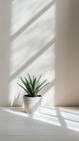 Small succulent plant in white pot with dramatic window light shadows creating geometric patterns on neutral wall for modern home decor and interior design.