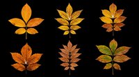 Autumn leaves in various stages of seasonal color change, isolated on transparent background. Ready for clipart, t-shirt design, stickers, print-on-demand products and sublimation projects.