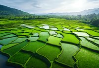 Lush green terraced rice paddies with water reflections stretching across valley landscape, surrounded by misty mountains under soft morning light.